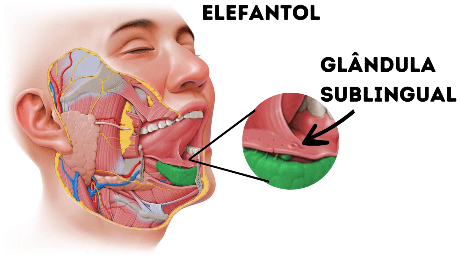 Aplicação Sublingual